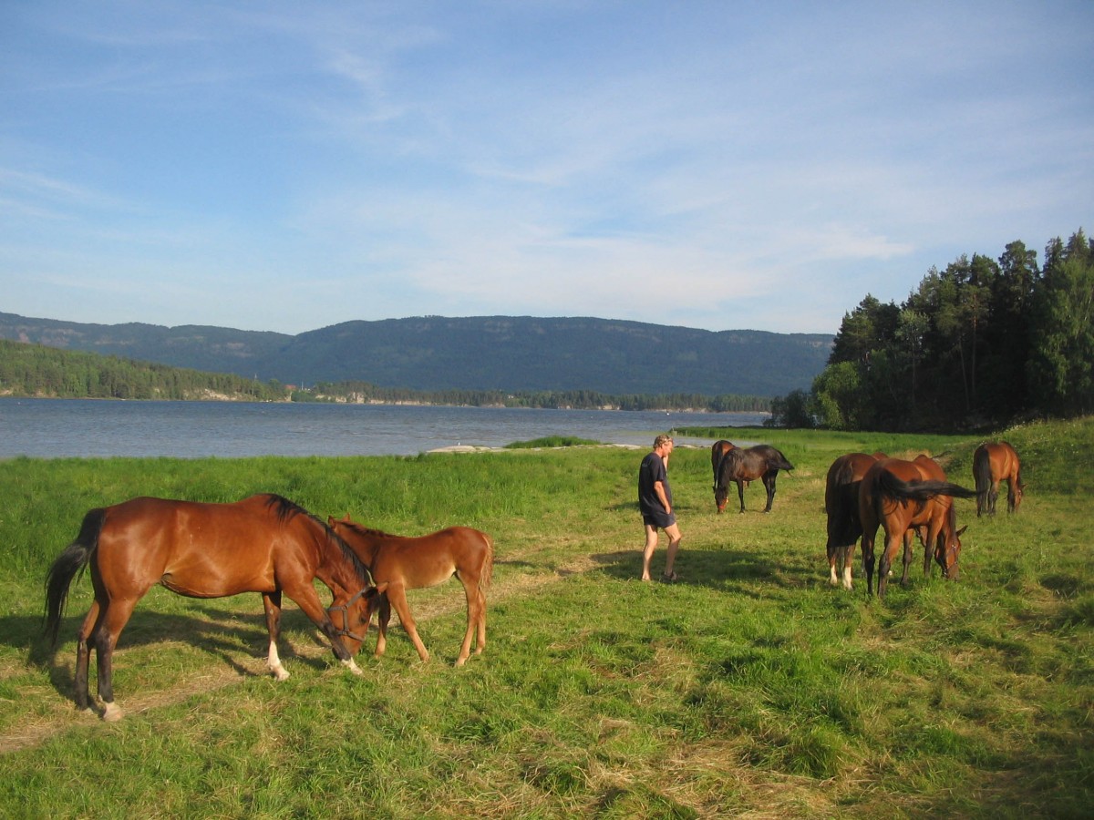 Sommerbeiter