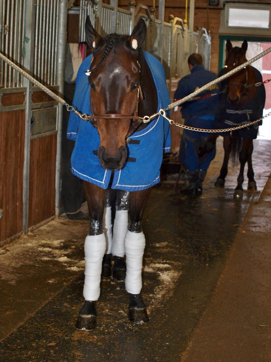 Enjoythefuture er striglet etter boka, og er klar for avreise.