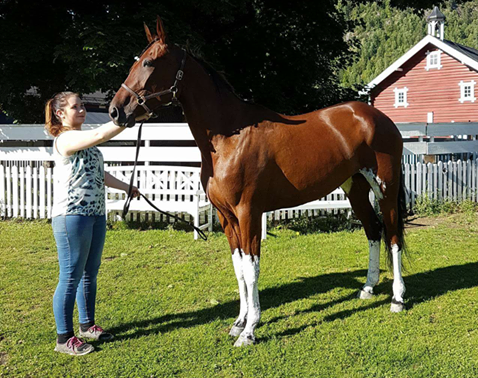 coktail Classic KK (2)